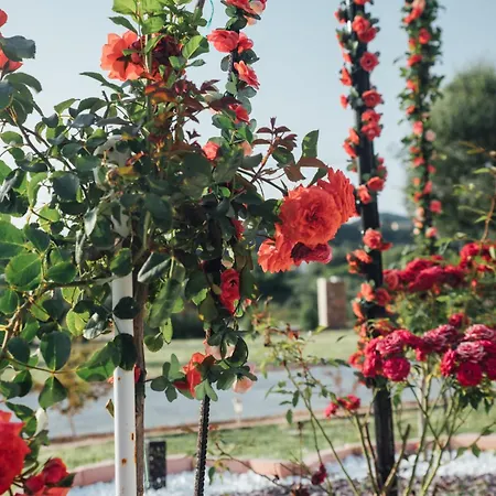 Christa Case de vacanță